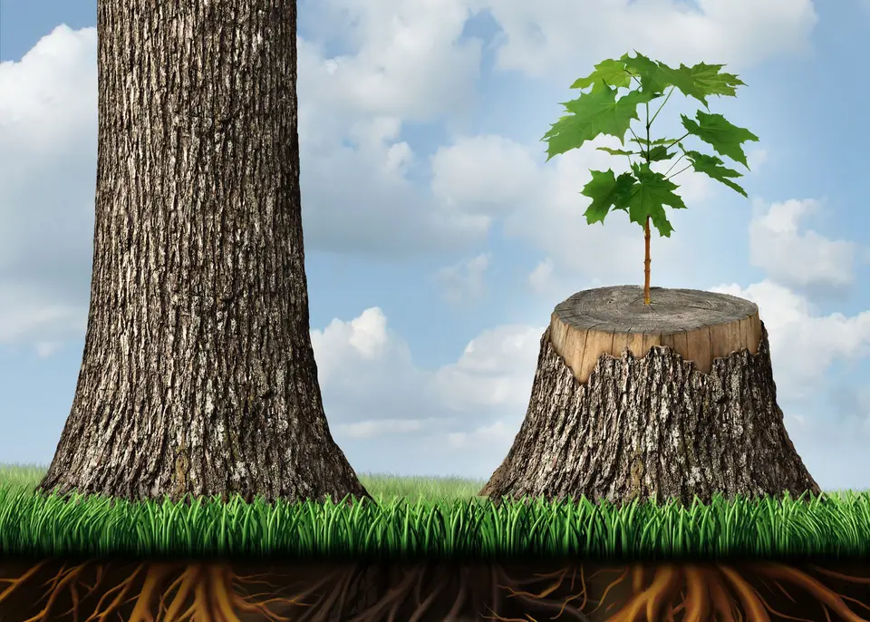 A young sapling growing from a cut stump beside a mature tree
